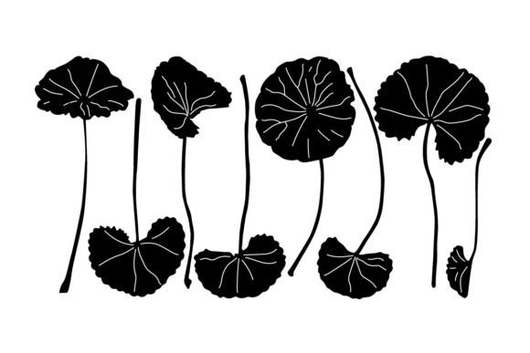 Gotu Kola Leaves: A Health Friendly Font